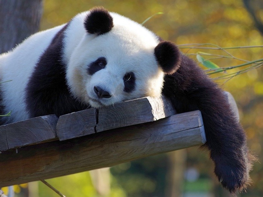 🏮 La Chine évolue... et nous ?